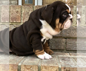 Bulldog Puppy for sale in BETHLEHEM, GA, USA