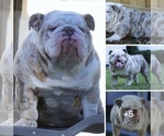 Small Photo #6 Bulldog Puppy For Sale in SLIDELL, LA, USA