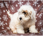Small Photo #1 Saint Berdoodle Puppy For Sale in WAKARUSA, IN, USA