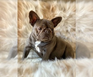 Mother of the French Bulldog puppies born on 03/11/2021