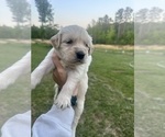 Small Photo #48 Golden Retriever Puppy For Sale in CONCORD, VA, USA