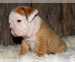 Small Photo #8 English Bulldog Puppy For Sale in VERONA, MO, USA