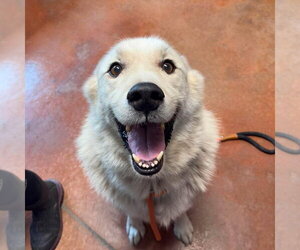 Pyrenees Husky Dogs for adoption in Bolivar, MO, USA