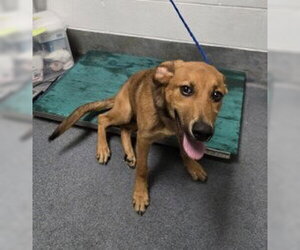 Mutt Dogs for adoption in Glen Allen, VA, USA