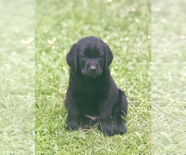 Medium Photo #14 Labrador Retriever Puppy For Sale in HAMPSTEAD, NC, USA