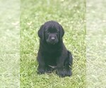 Small #13 Labrador Retriever