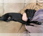 Small #5 Labrador Retriever Mix