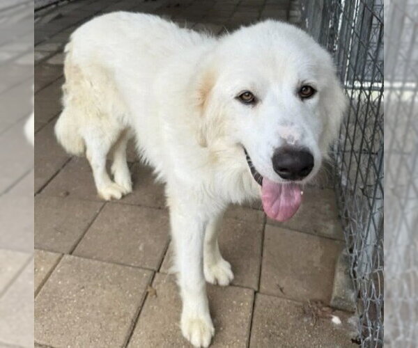 Medium Photo #2 Great Pyrenees Puppy For Sale in Spring, TX, USA