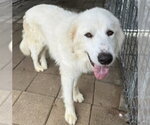 Small #1 Great Pyrenees