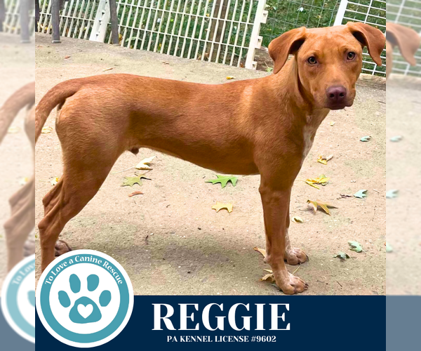 Medium Photo #11 Mutt Puppy For Sale in Kimberton, PA, USA