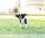 Small Photo #4 Chihuahua Puppy For Sale in WARSAW, IN, USA