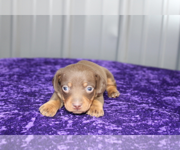 Medium Photo #11 Dachshund Puppy For Sale in BLOOMINGTON, IN, USA