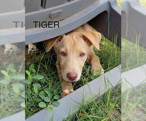 Retriever -Unknown Mix Dogs for adoption in Jenkintown, PA, USA