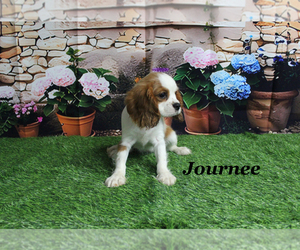 Cavalier King Charles Spaniel Puppy for sale in CHANUTE, KS, USA