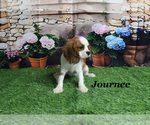 Small Cavalier King Charles Spaniel