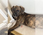 Small Mutt