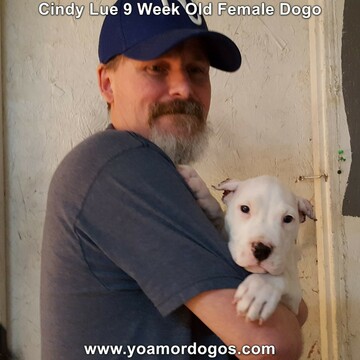 Medium Photo #79 Dogo Argentino Puppy For Sale in PINEVILLE, MO, USA