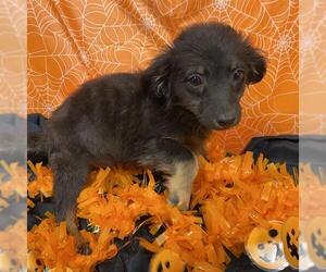 Chiweenie Dogs for adoption in Modesto, CA, USA