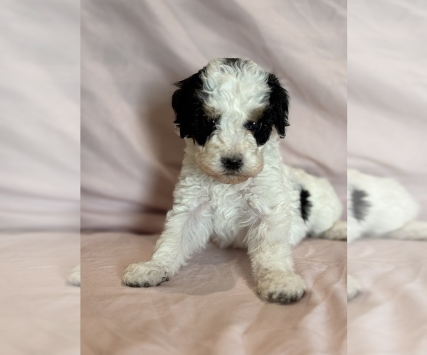 Medium Photo #2 Bernedoodle (Miniature) Puppy For Sale in LONGMONT, CO, USA