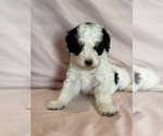 Love - Female Bernedoodle (Miniature) Puppy for Sale - Photo #2