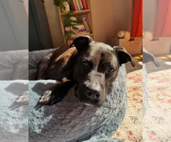 Medium Photo #13 American Pit Bull Terrier-Labrador Retriever Mix Puppy For Sale in Houston, TX, USA