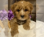 Small Photo #2 Cavapoo Puppy For Sale in GREER, SC, USA