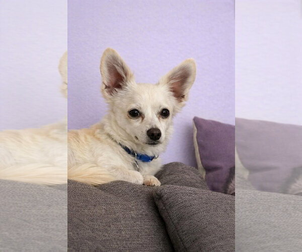 Medium Photo #3 Chihuahua-Unknown Mix Puppy For Sale in San Francisco, CA, USA