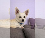 Small #2 Chihuahua Mix