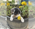 Small #1 Border-Aussie