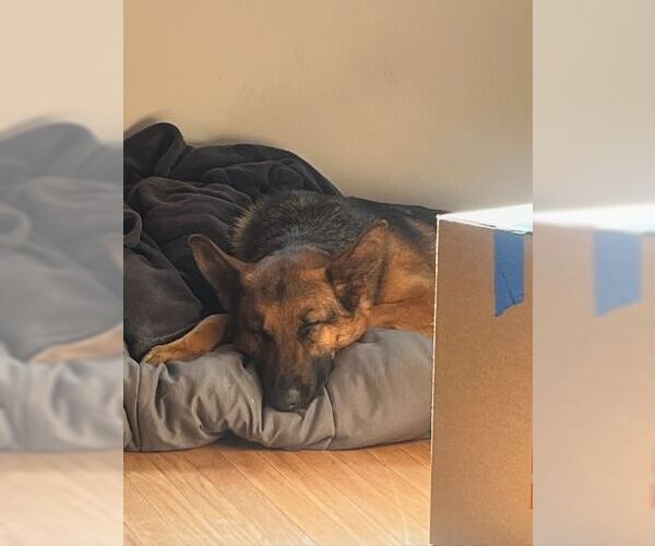 Medium Photo #5 German Shepherd Dog Puppy For Sale in Cupertino, CA, USA