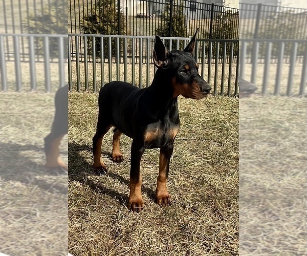 Medium Photo #81 Doberman Pinscher Puppy For Sale in WARSAW, IN, USA