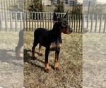 Small #2 Doberman Pinscher