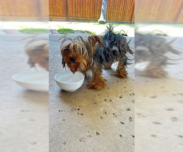 Medium Photo #1 Mutt Puppy For Sale in Tracy, CA, USA