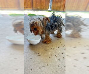 Mutt Dogs for adoption in Tracy, CA, USA