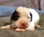Small #3 Bernedoodle (Miniature)