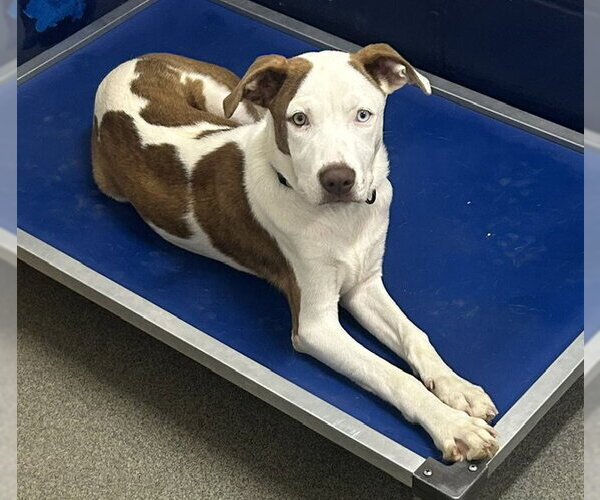 Medium Photo #2 Mutt Puppy For Sale in Sterling, MA, USA