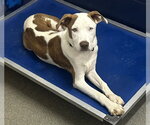 Small #1 Mutt
