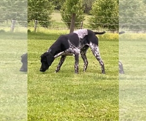 Father of the German Shorthaired Pointer puppies born on 06/18/2026