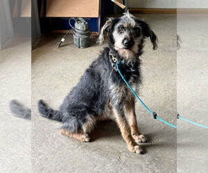 Mutt Dogs for adoption in Germantown, OH, USA