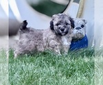 Puppy Merle Goldendoodle-Miniature Bernedoodle Mix
