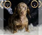 Puppy Piper Dachshund