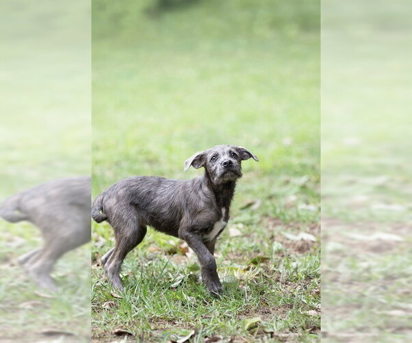 Medium Photo #1 Mutt Puppy For Sale in Belleville, IL, USA