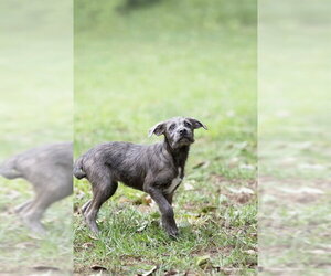 SOPHIE - Female Mutt Dog for Adoption