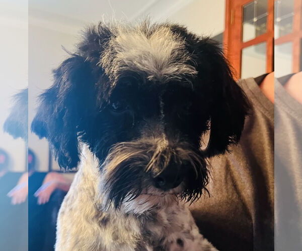 Medium Photo #4 Havanese Puppy For Sale in Germantown, OH, USA