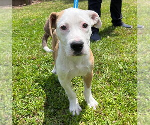 Mutt Dogs for adoption in Canton, CT, USA