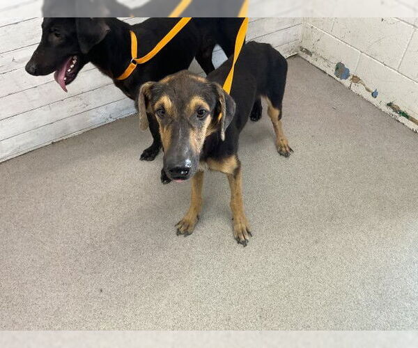 Medium Photo #1 Doberman Pinscher-Unknown Mix Puppy For Sale in San Bernardino, CA, USA