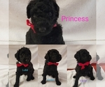 Small Photo #1 Poodle (Standard) Puppy For Sale in LAND O LAKES, FL, USA