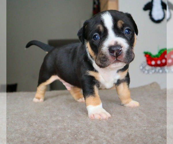 Medium Photo #10 American Bully Puppy For Sale in PALMDALE, CA, USA
