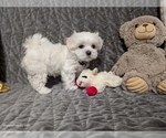 Puppy Debby Maltese