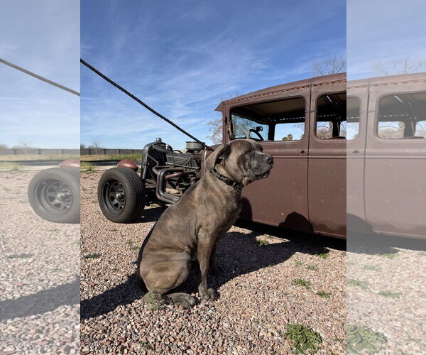 Medium Photo #7 Mutt Puppy For Sale in Goodyear, AZ, USA